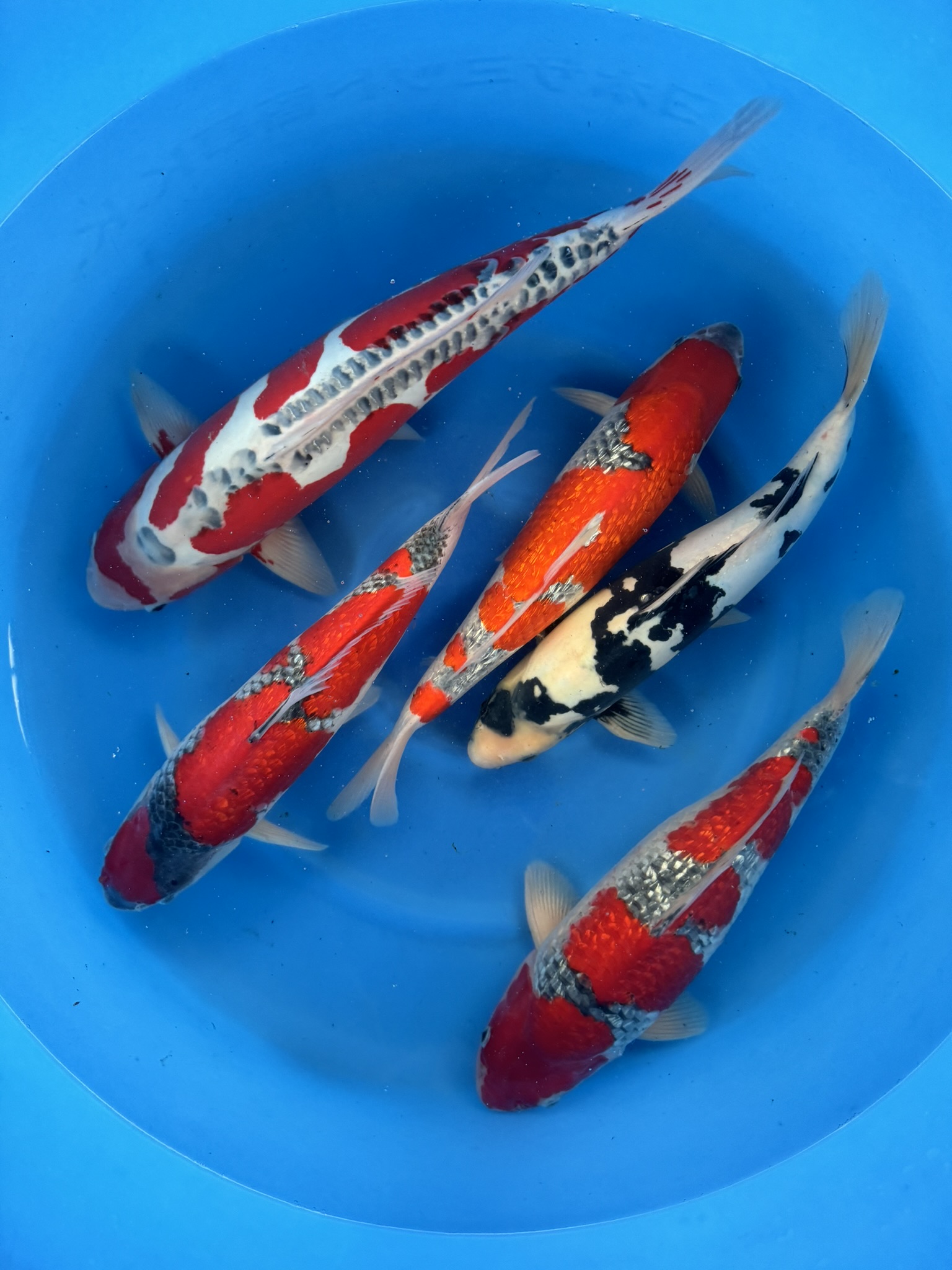 Effective Ways to Choose the Right Guppy Tank Size in 2025