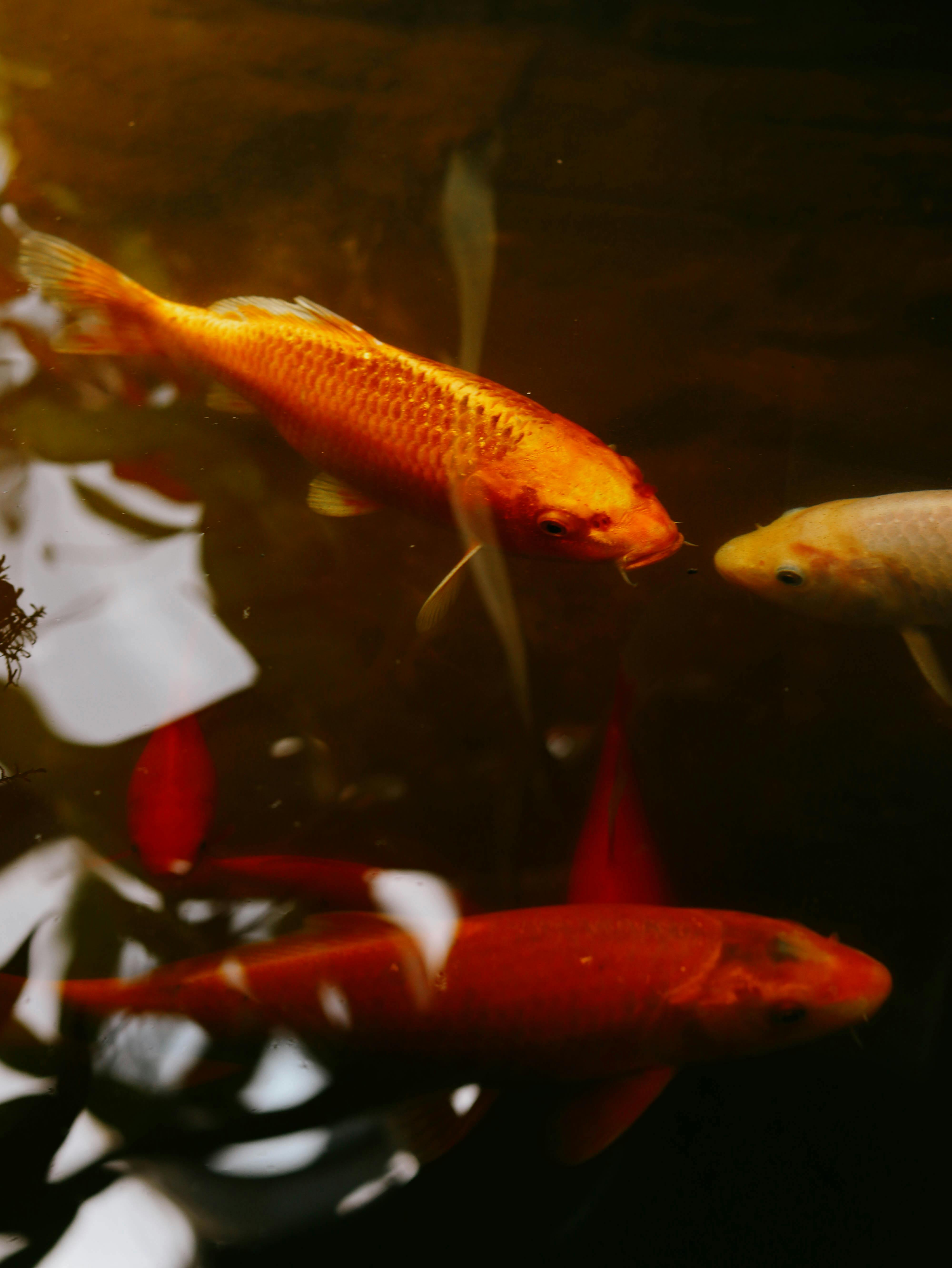 Best 5 Aquarium Fish for a Thriving 2025 Aquarium