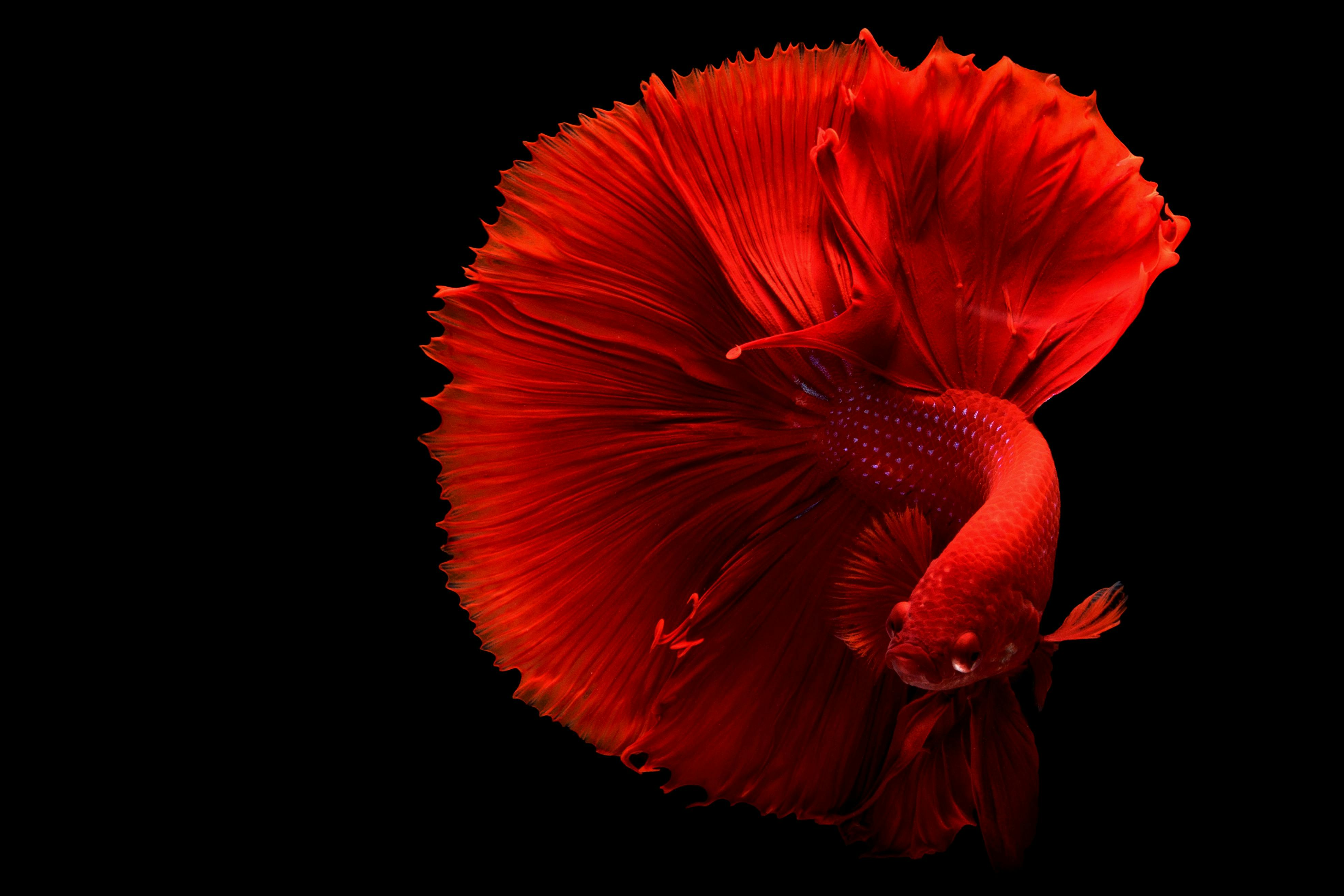 Effective Ways to Optimize Guppy Tank Size for Healthy Fish in 2025