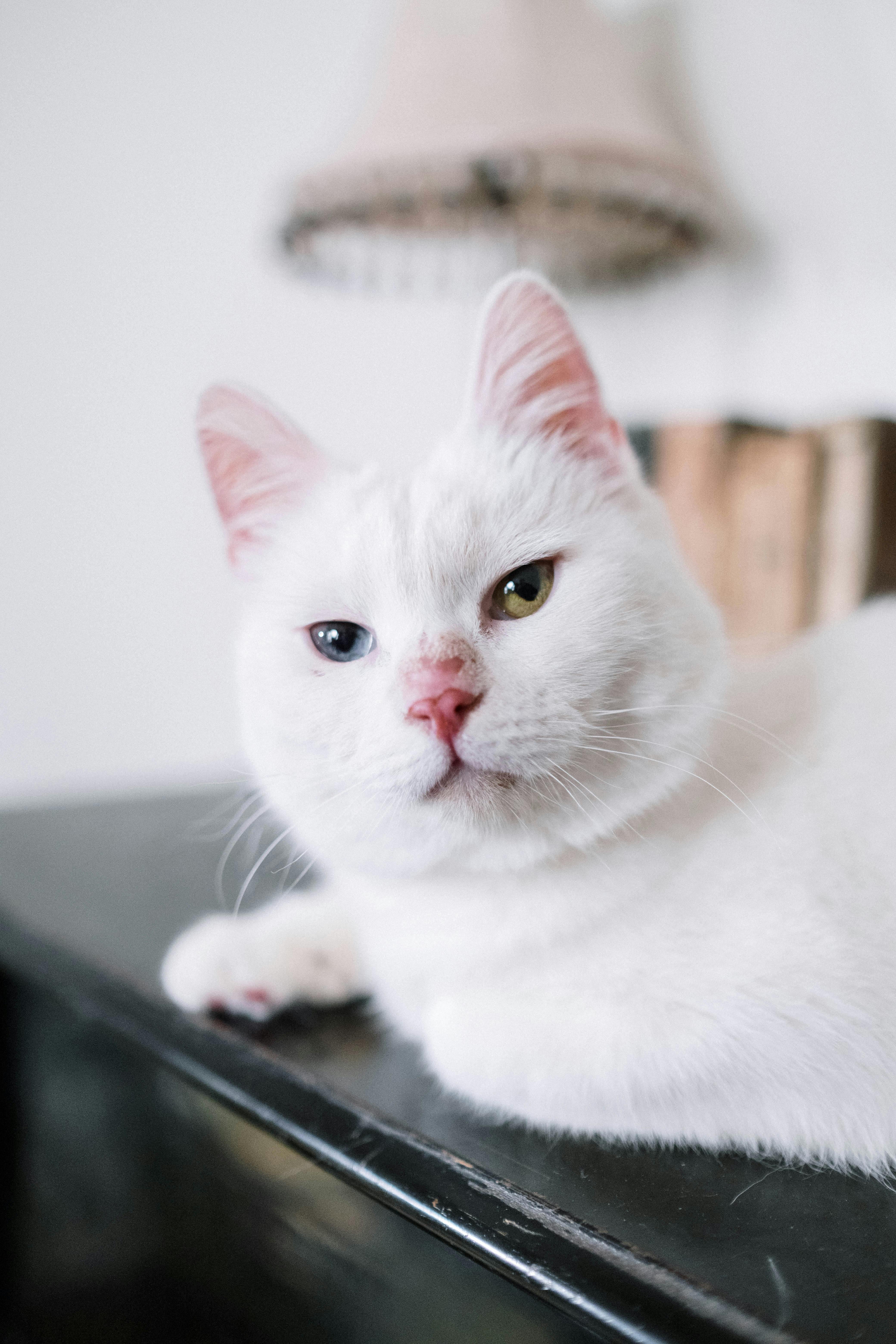 Smart Ways to Choose the Right Hamster Breed for Your Home in 2025