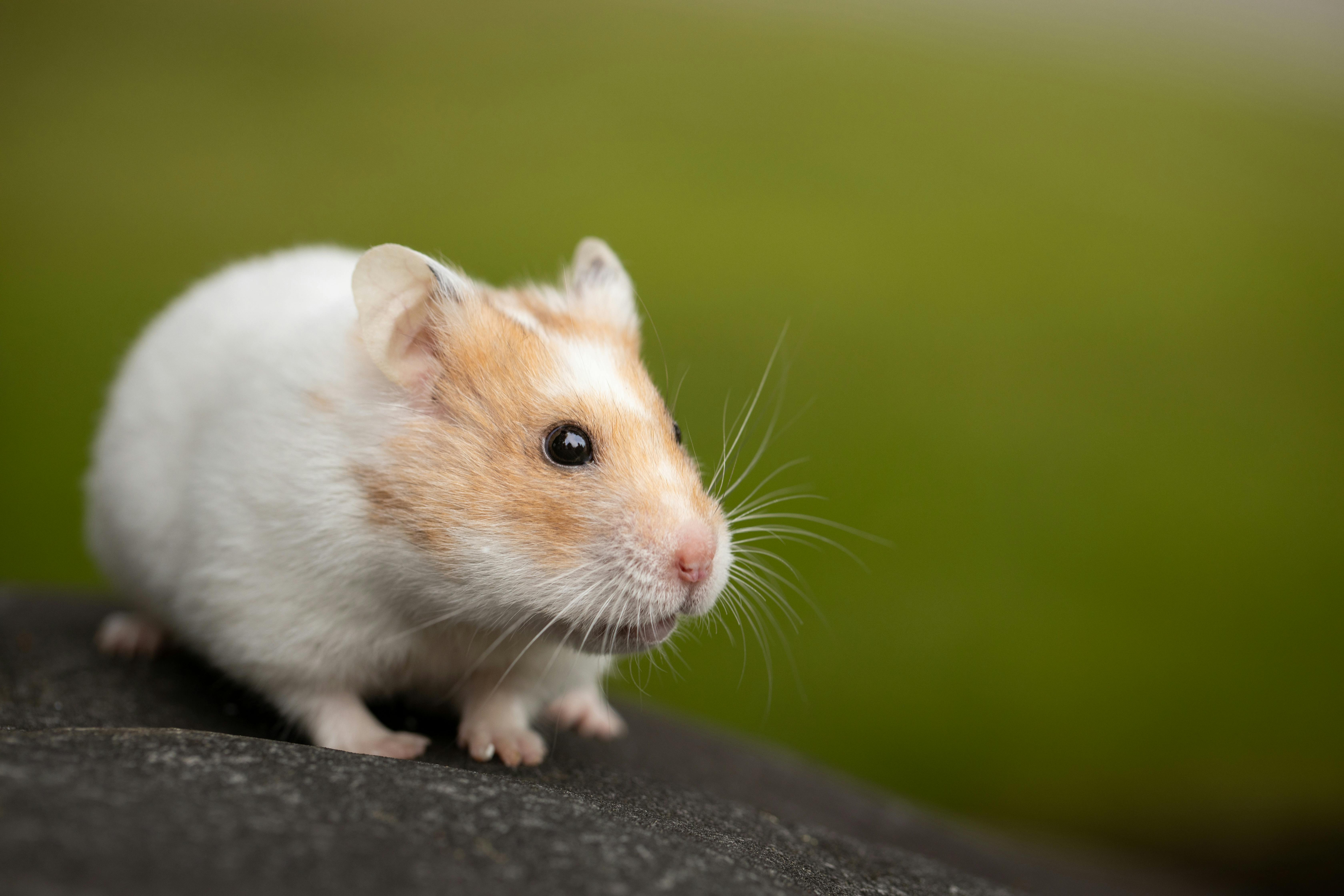 Effective Ways to Raise a Happy Black Bear Hamster in 2025