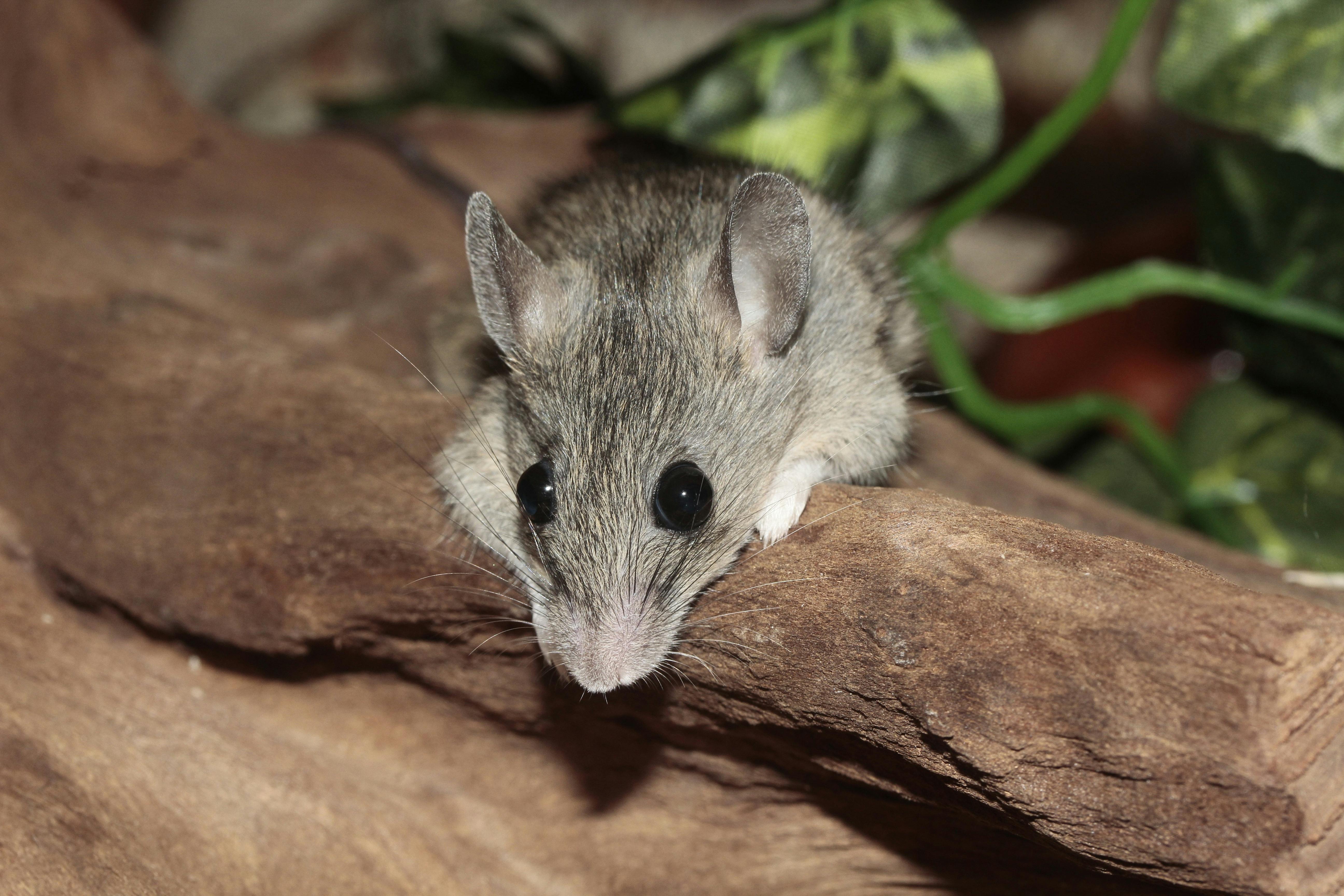 Best 5 Tips to Consider When Buying Rats for Sale in 2025