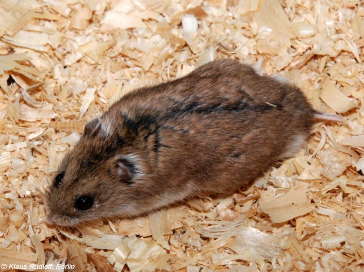 Happy Chinese Dwarf Hamster