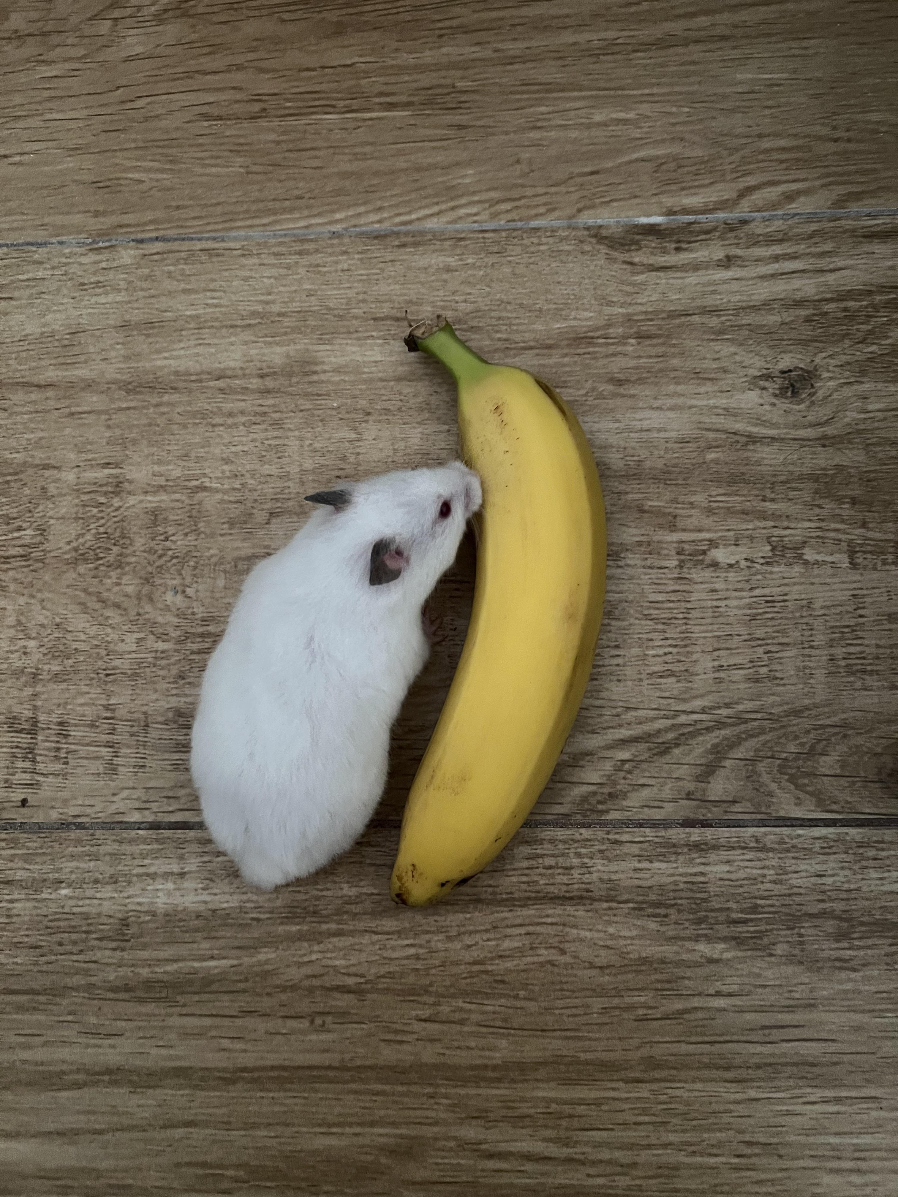 Hamster enjoying banana