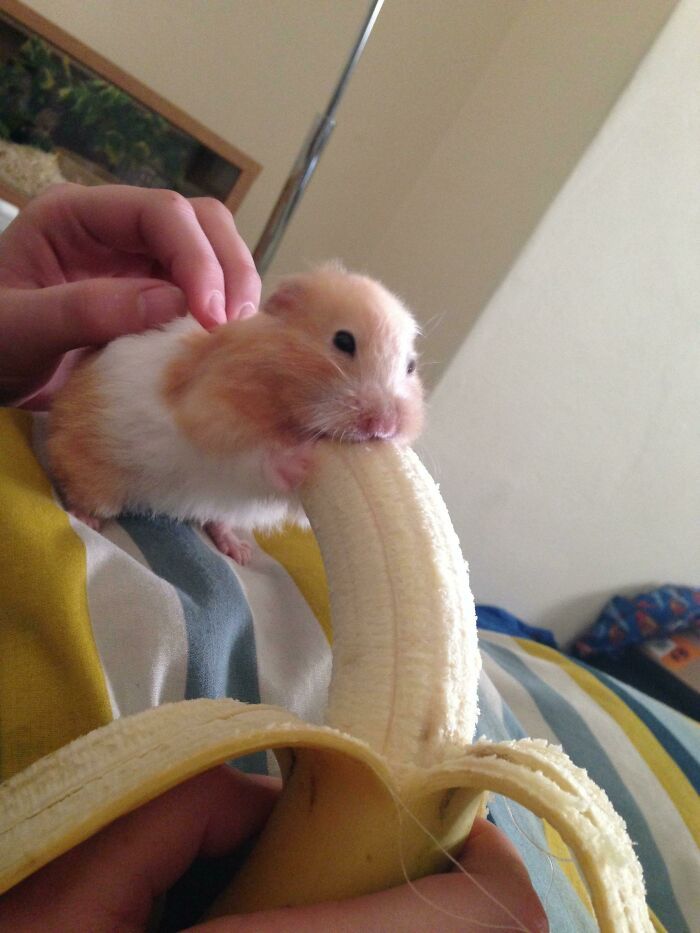 Hamster eating banana piece