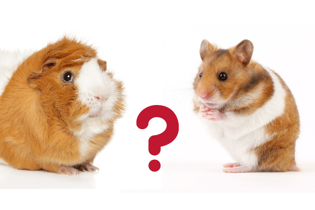 Differences between Hamsters and Guinea Pigs