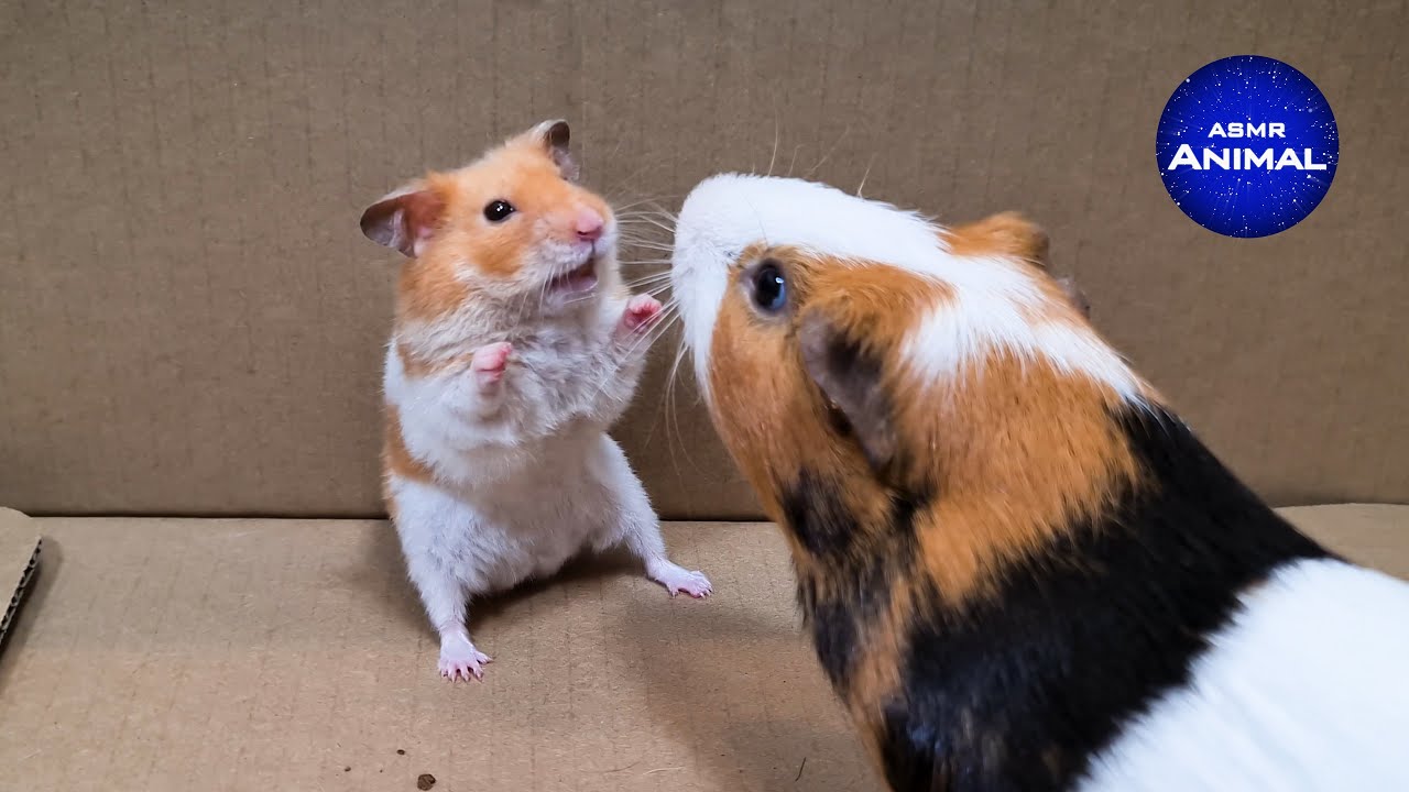 Comparing Guinea Pig and Hamster