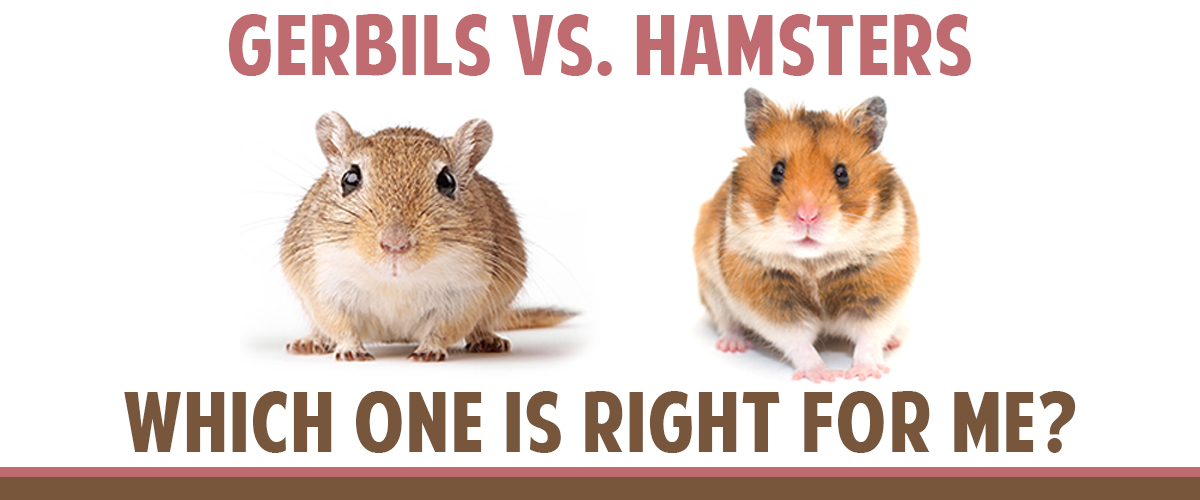 Hamster vs Gerbil Comparison Image