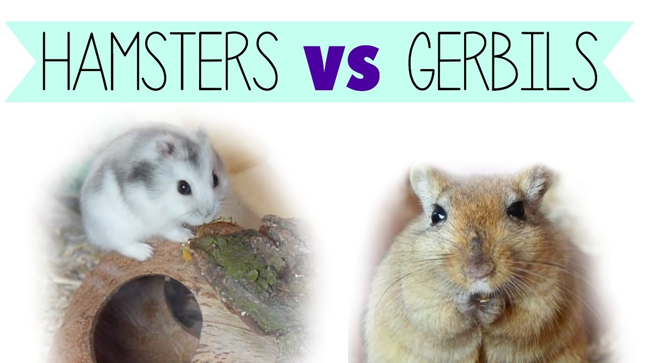 Different Types of Hamsters and Gerbils