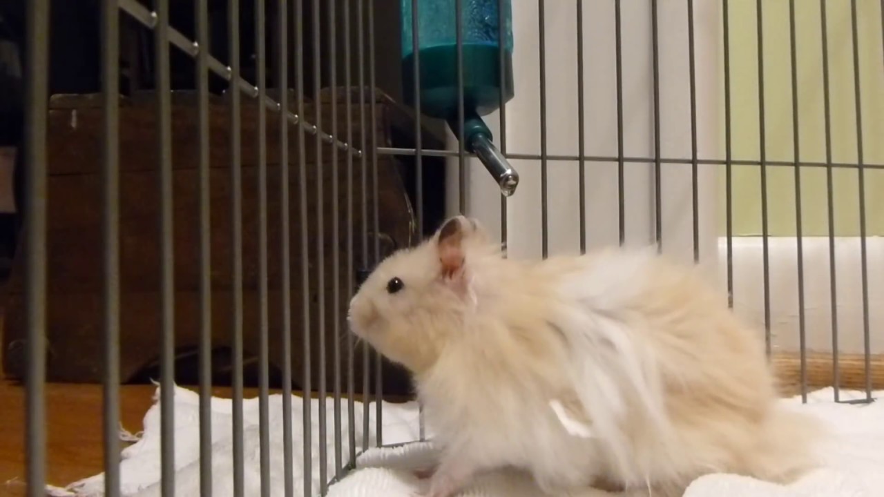 Long Haired Syrian Hamster Image