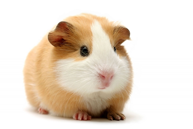 Guinea pigs for sale