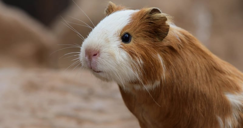 Cute guinea pigs for sale