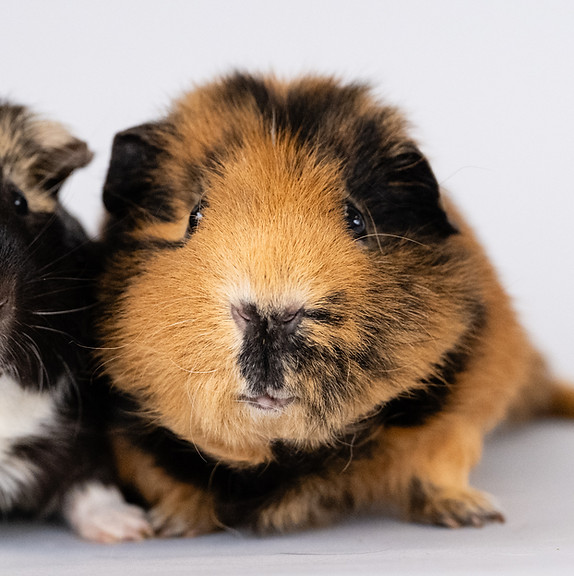 Healthy Guinea Pigs for Sale