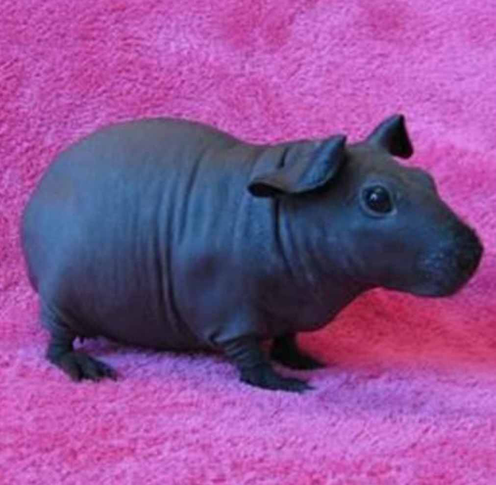 Naked Guinea Pig