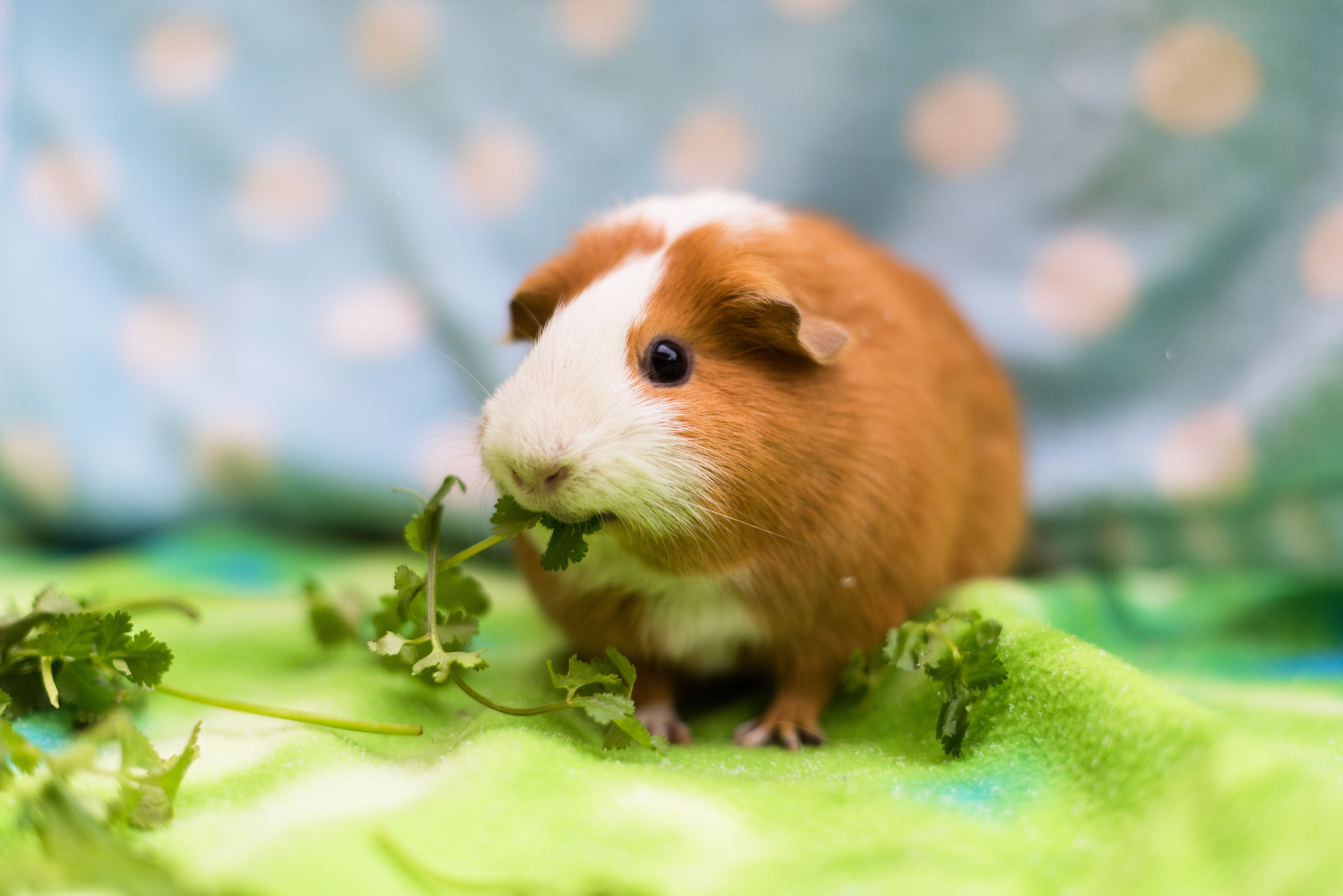 Adorable Guinea Pigs