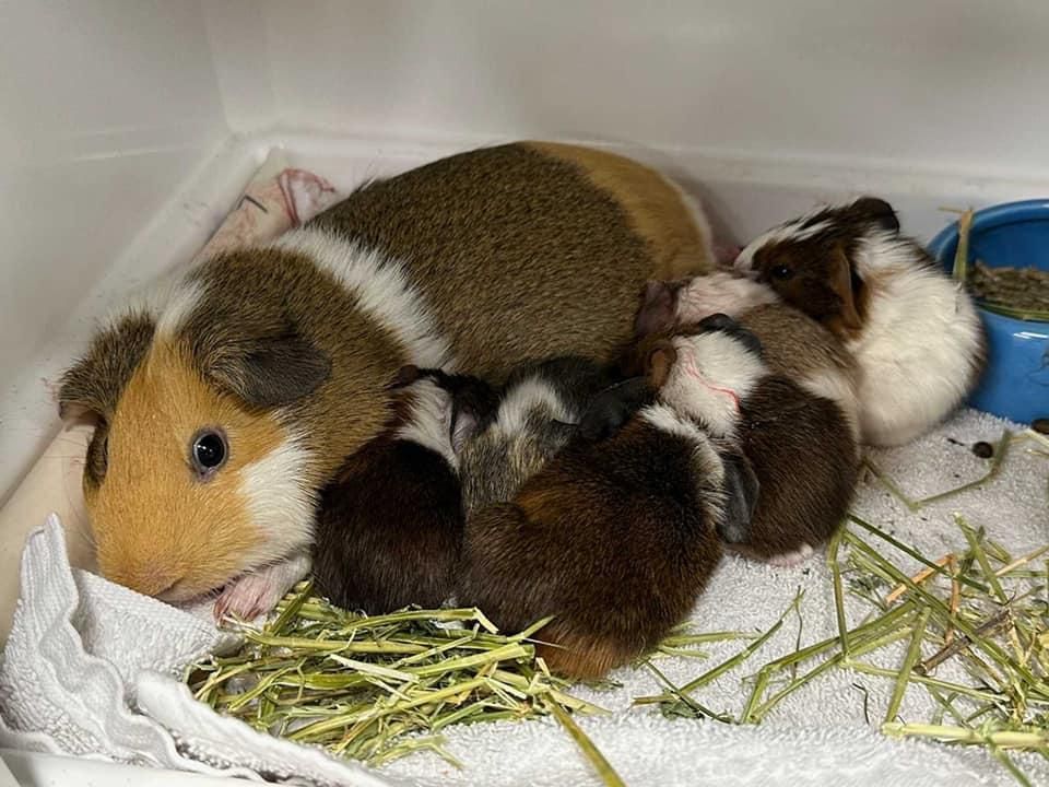 Cute guinea pig babies