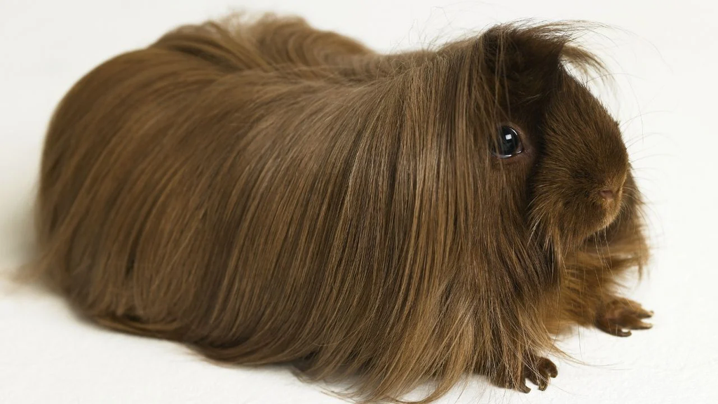 Long-haired guinea pig grooming