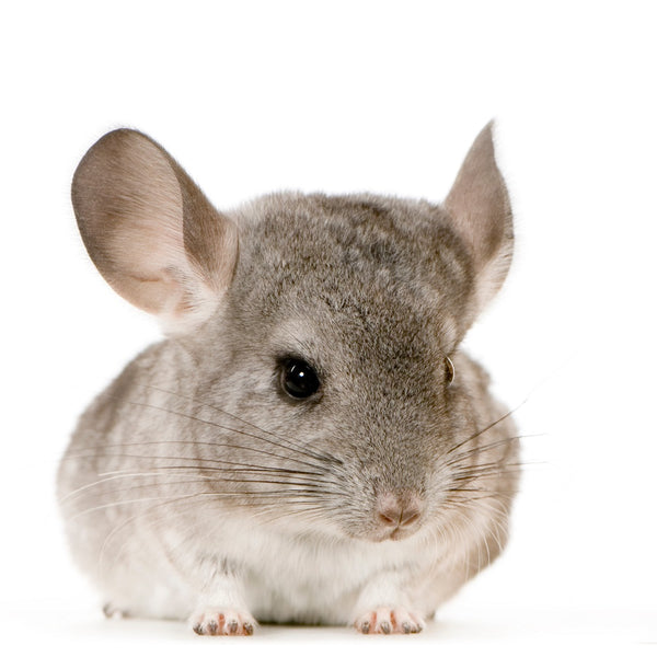 Chinchilla playtime.