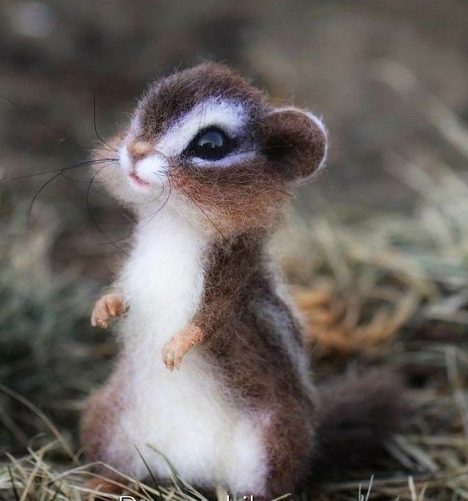 Cute Small Animals