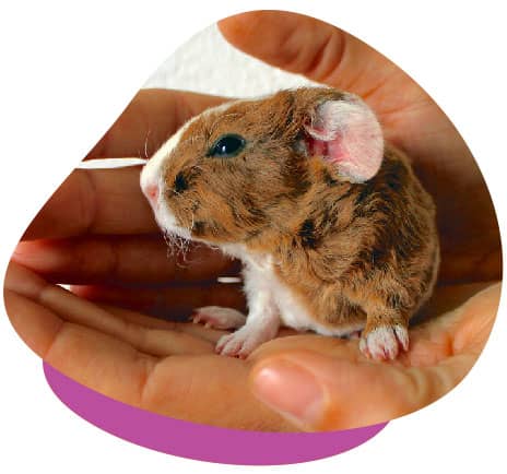 Newborn Guinea Pigs