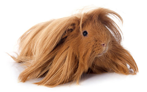 Long Hair Guinea Pig