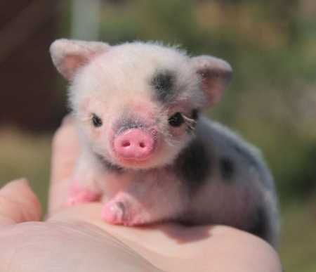 Cute Baby Pig