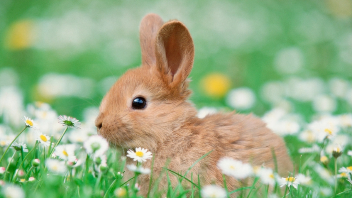 Adorable Rabbit