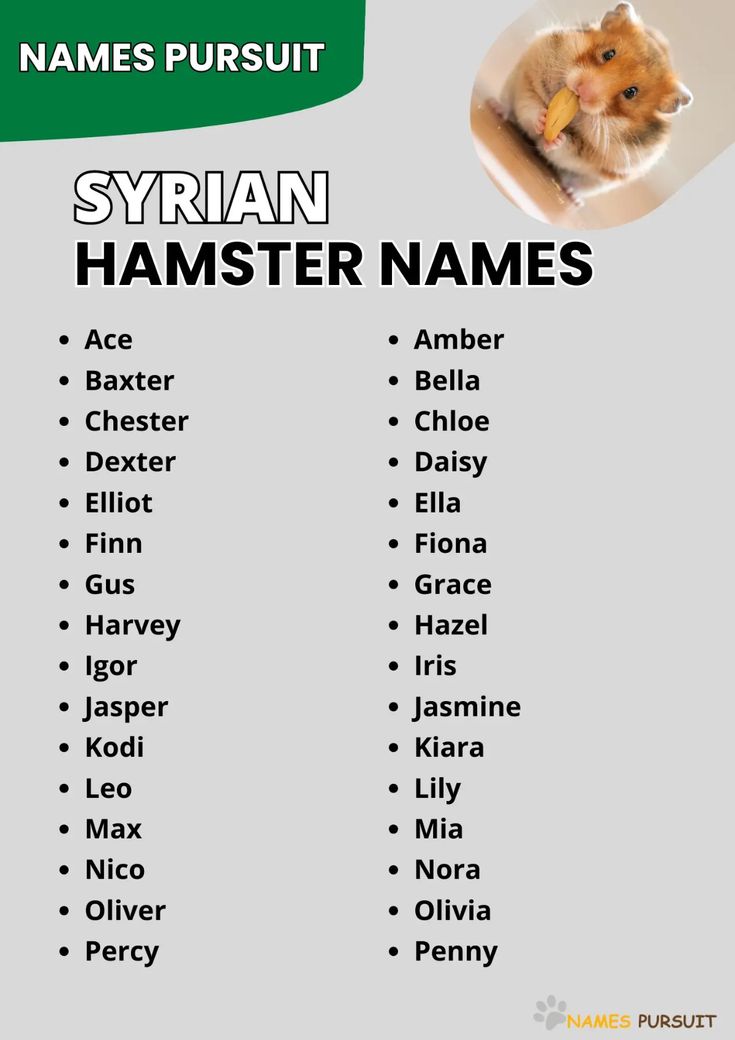 Hamster Names