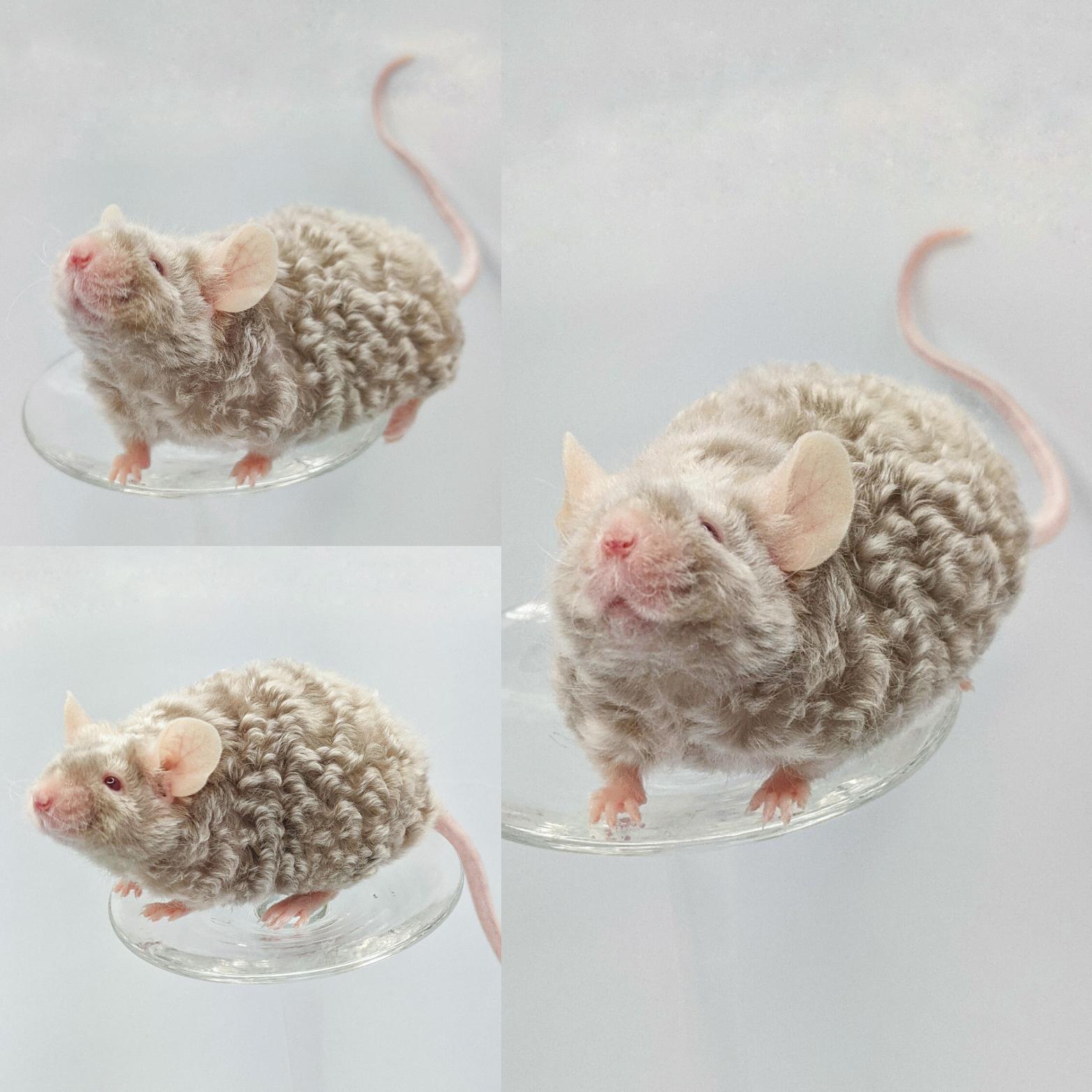 Cute Curly Haired Mice