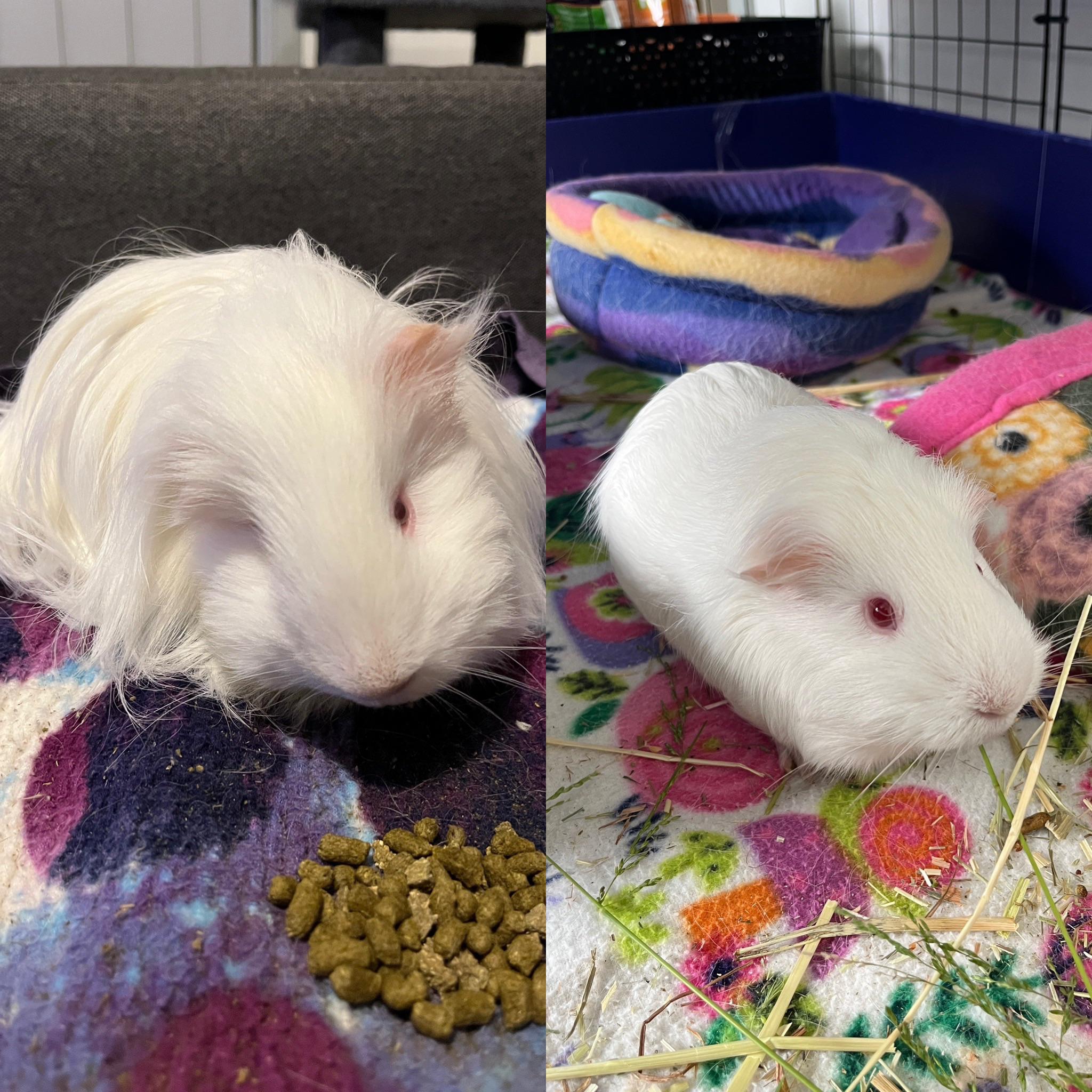 White Guinea Pig