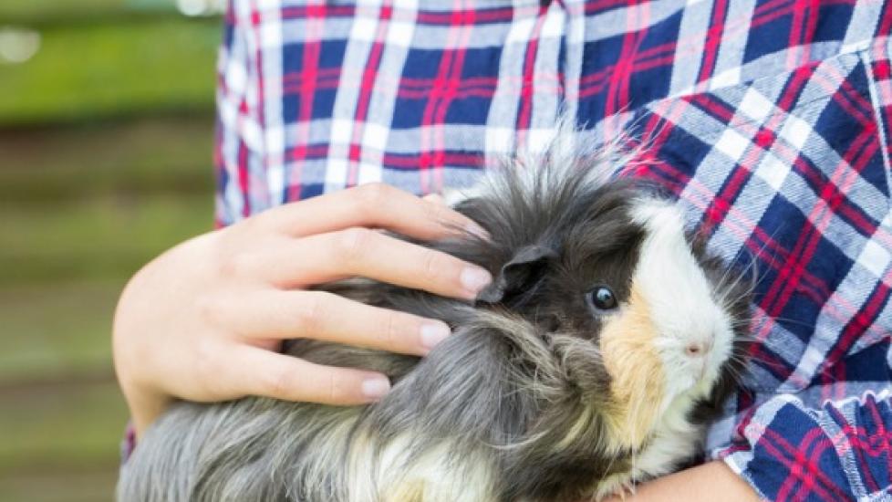 Hairy Guinea Pig