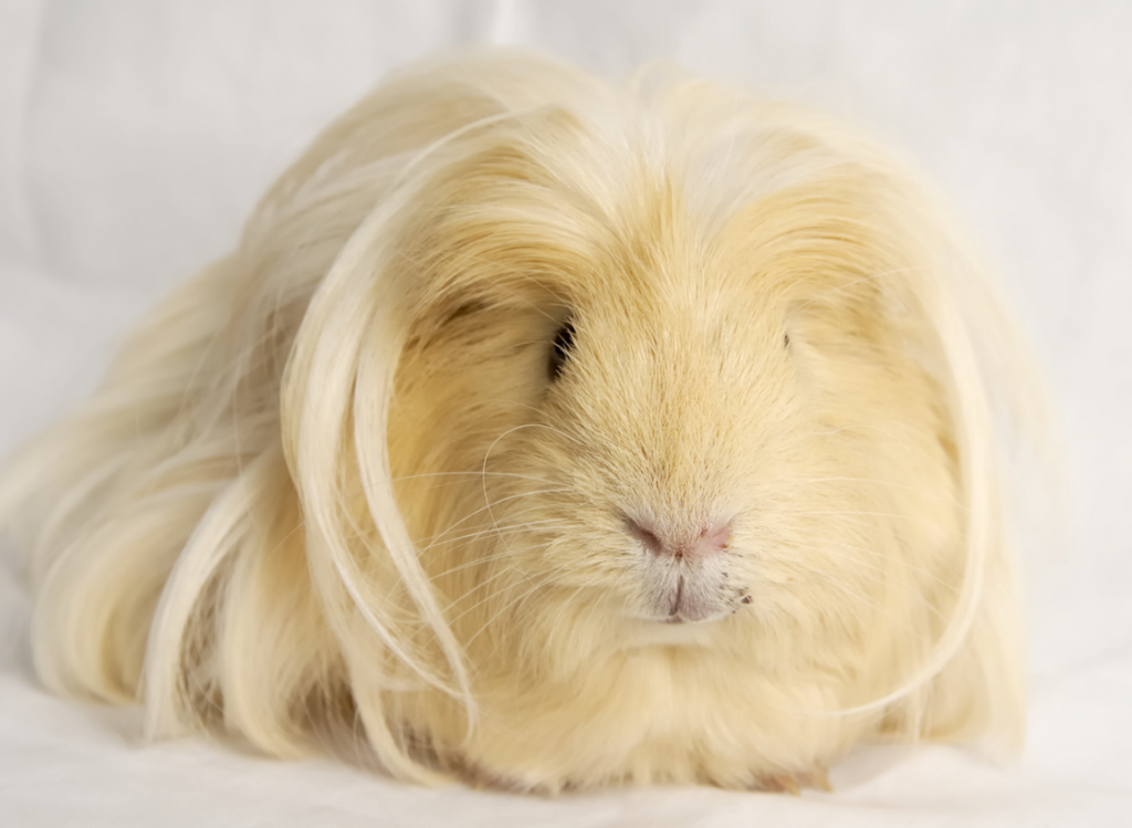 Hairy Guinea Pig Scene