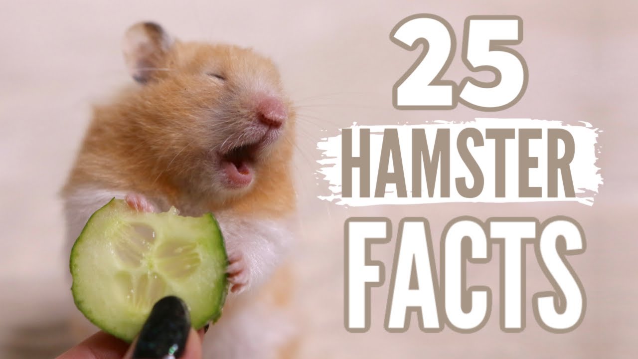 Fun Facts About Hamsters