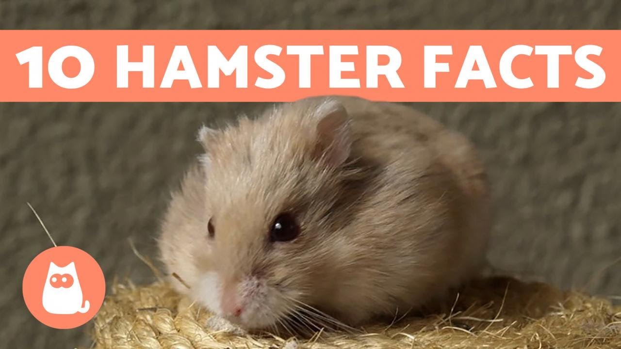 Hamster Fun Facts