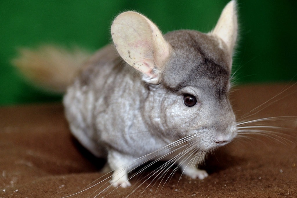 Adorable Chinchilla Face