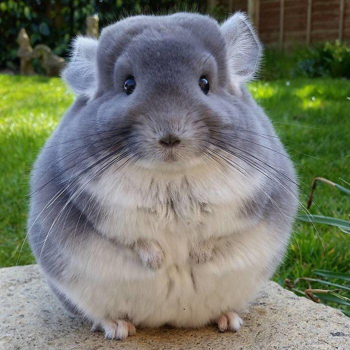 Cute Chinchilla Playing