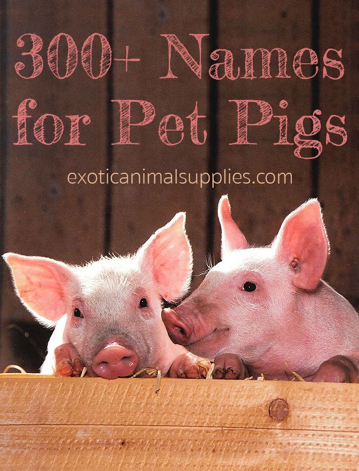 Creative Naming Ideas for Girl Piglets