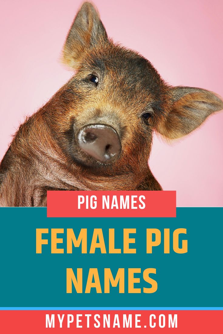 Cute Pig Names for Girl Piglets