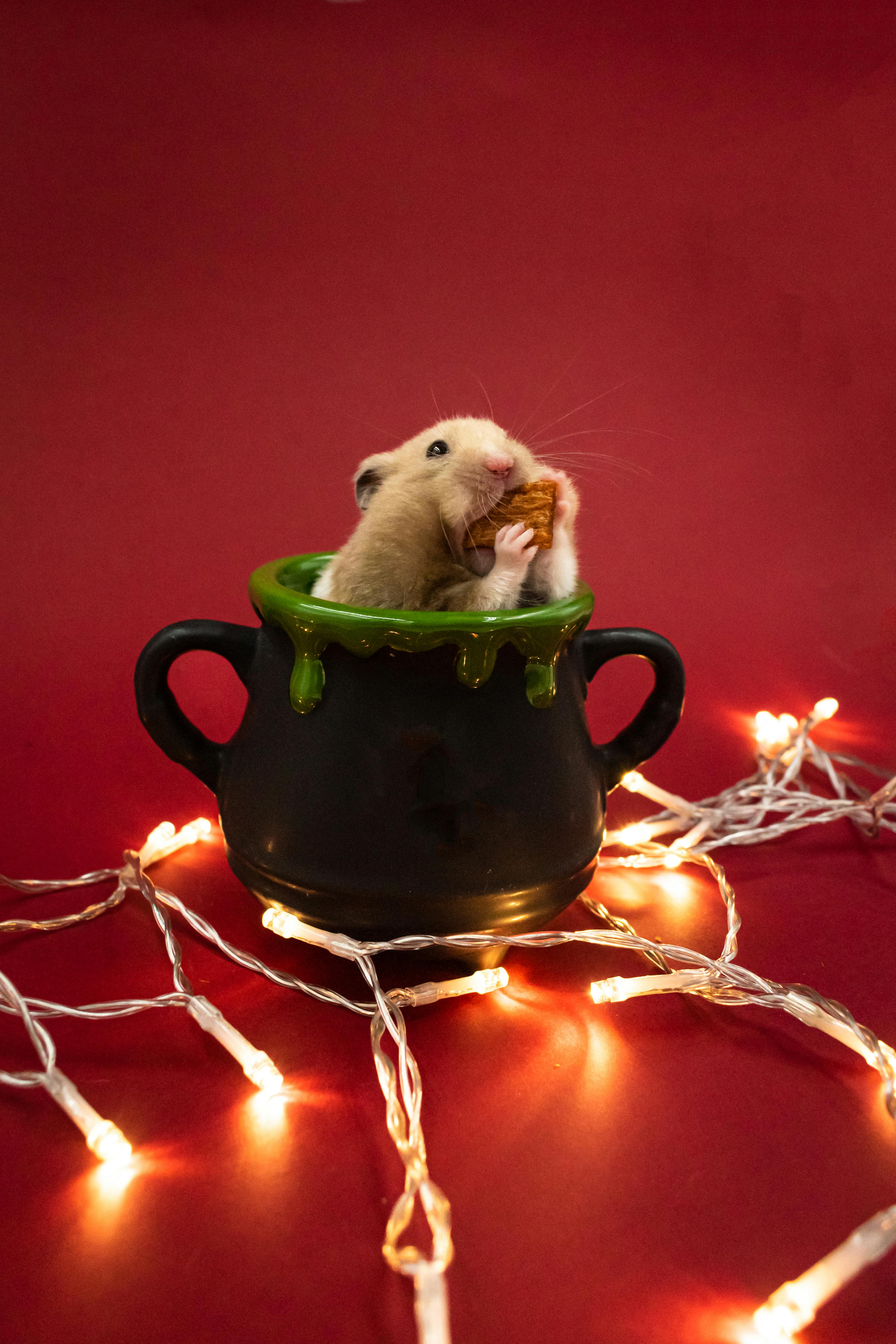 Hamster and Gretel Fun