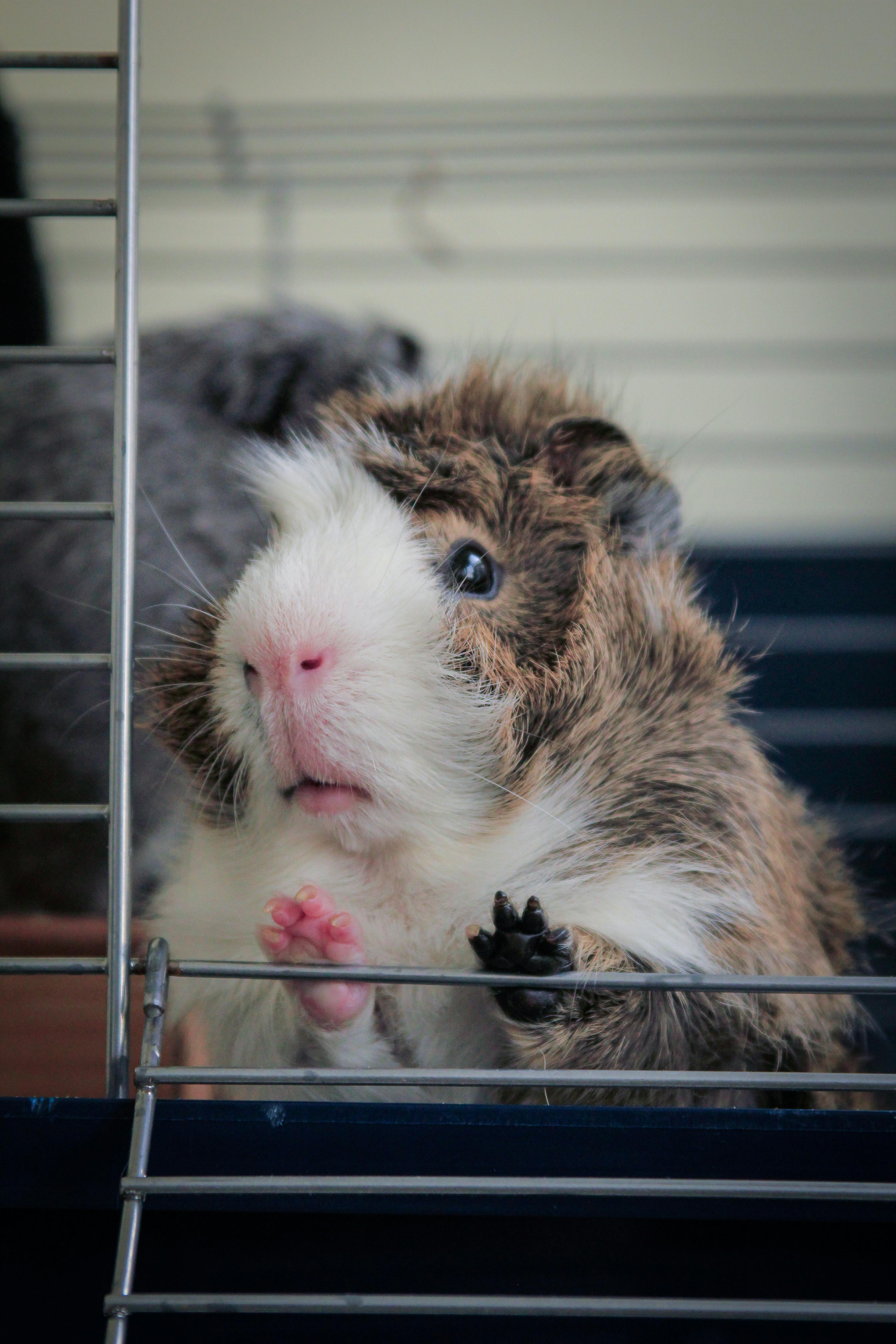 Roborovski Dwarf Hamster