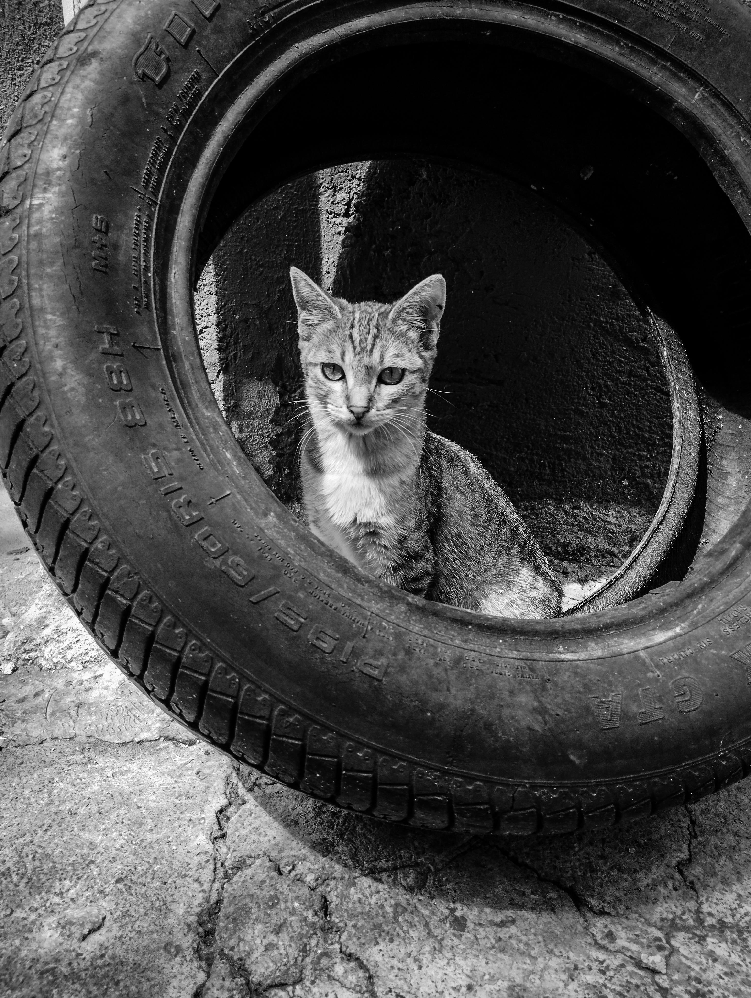  Cat Enjoying Hamster Wheel