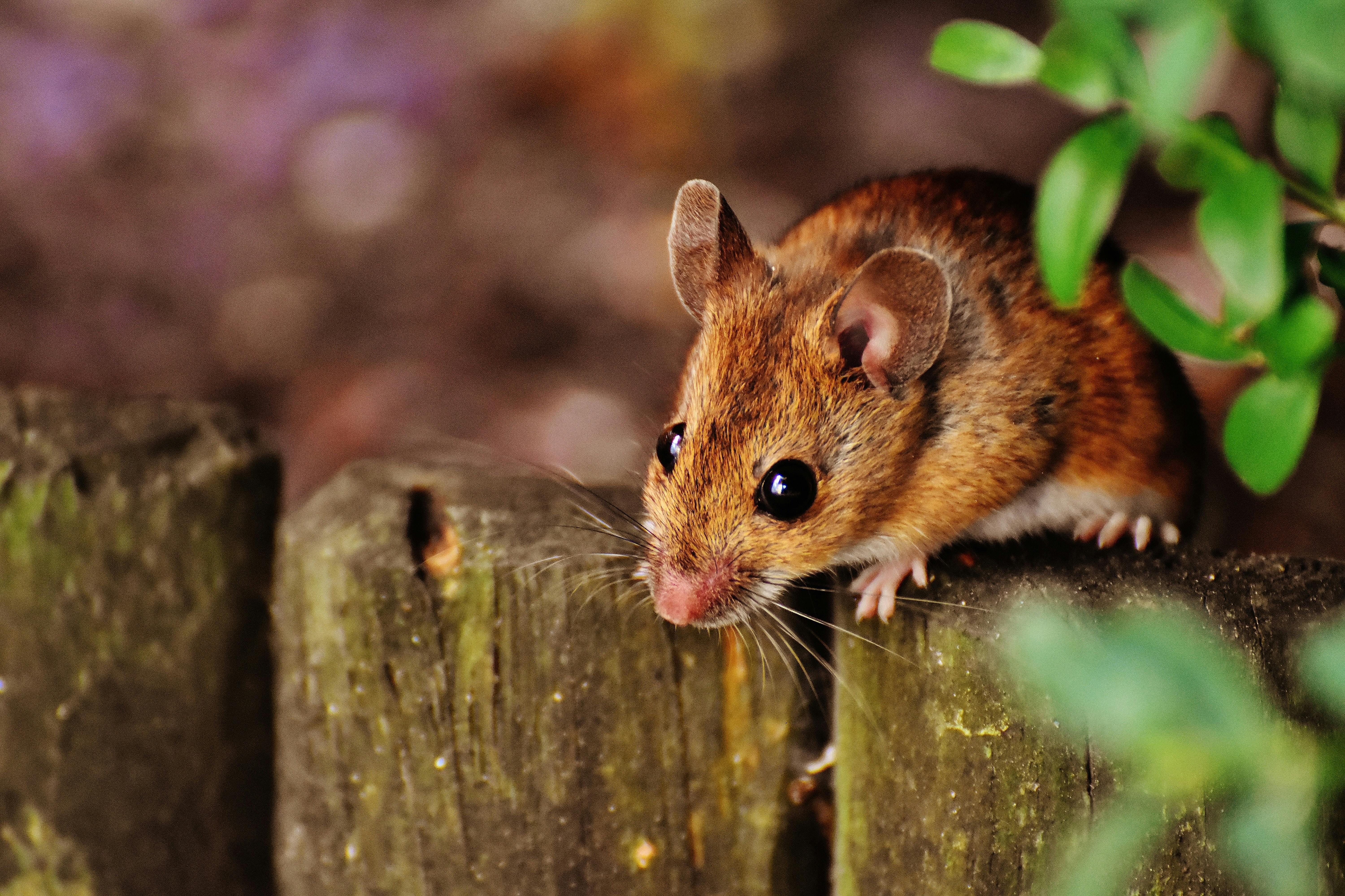 Rats Habitat