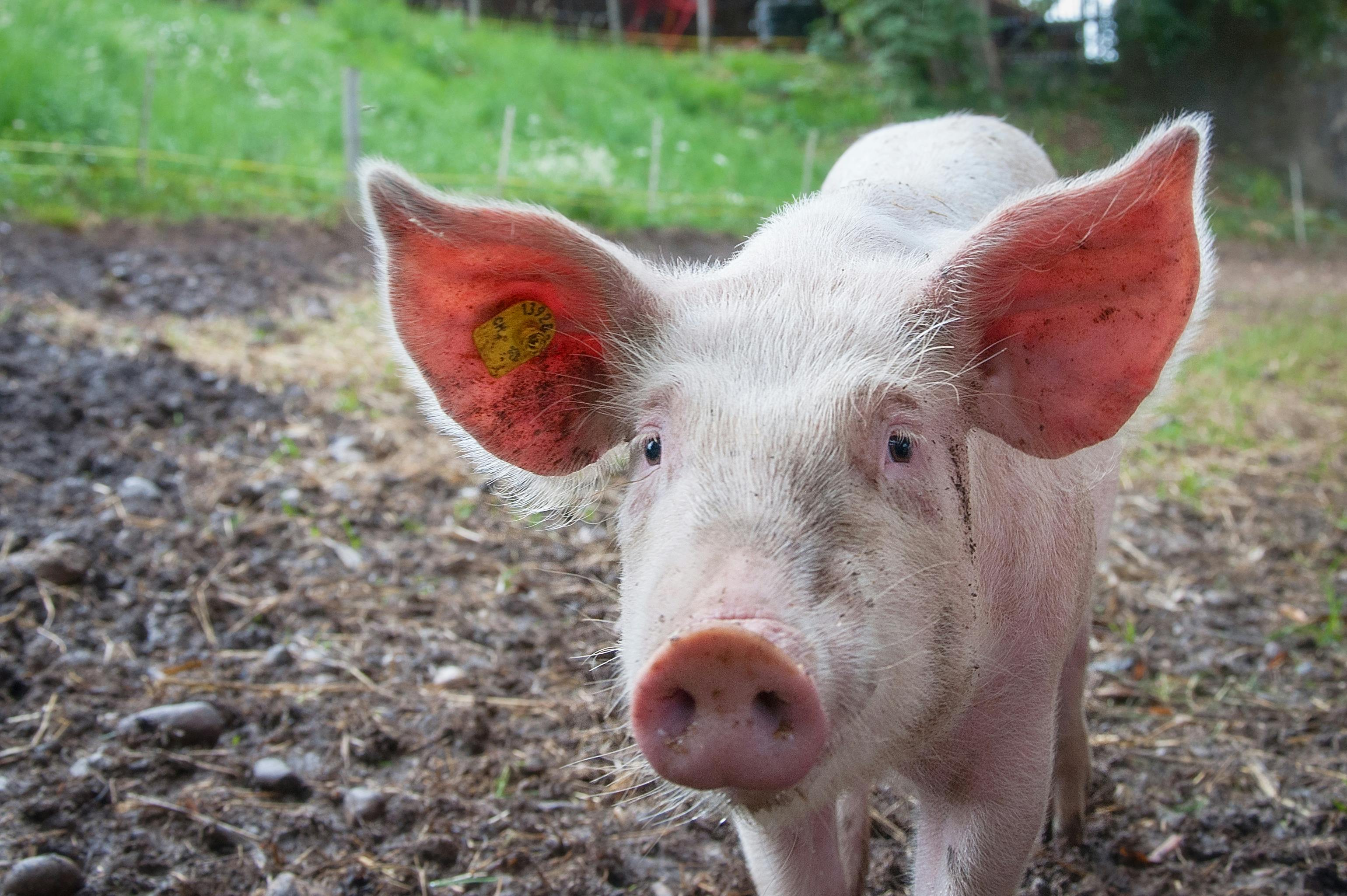 Happy Mini Pig