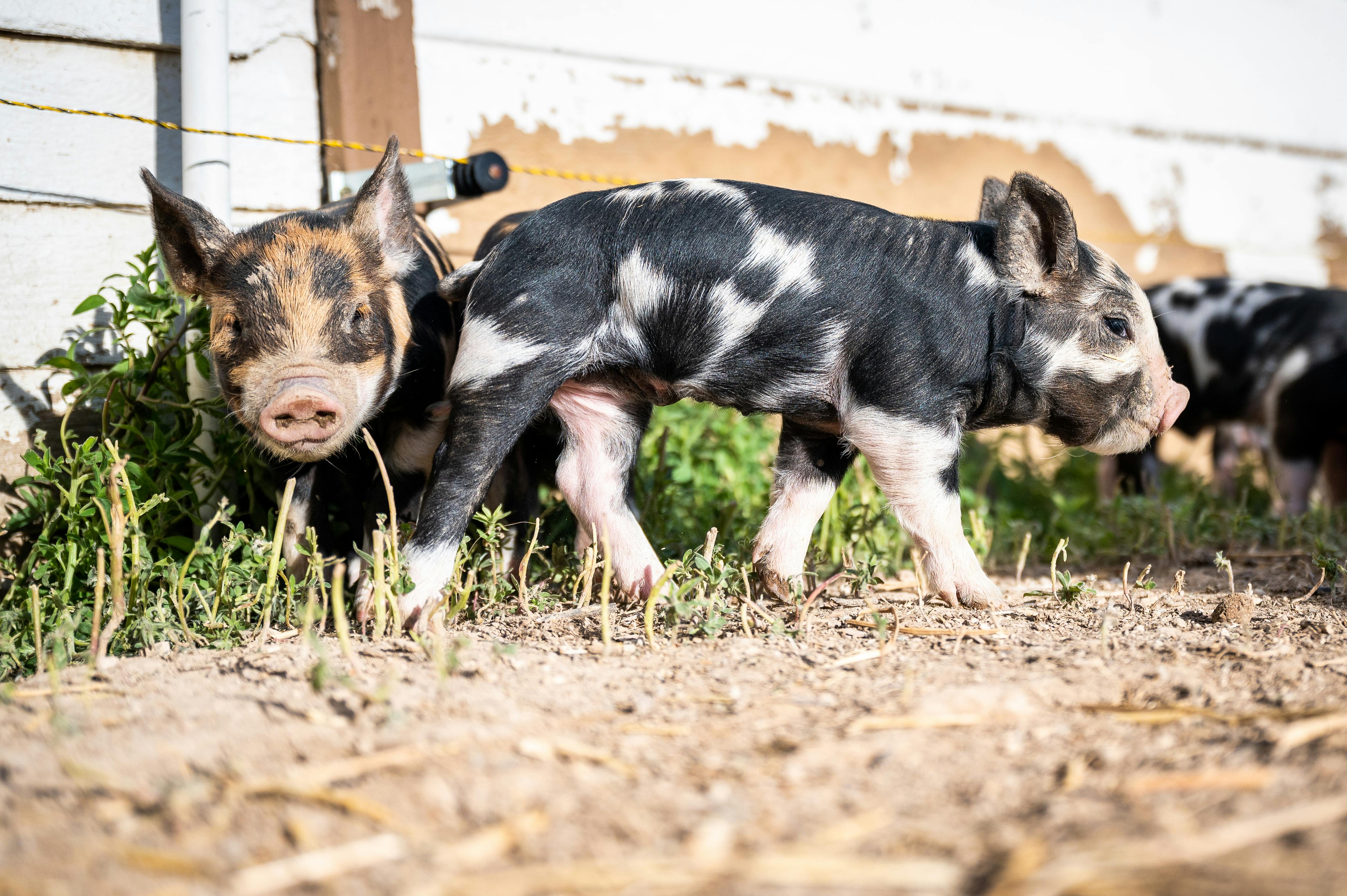 Cute Piglets for Sale