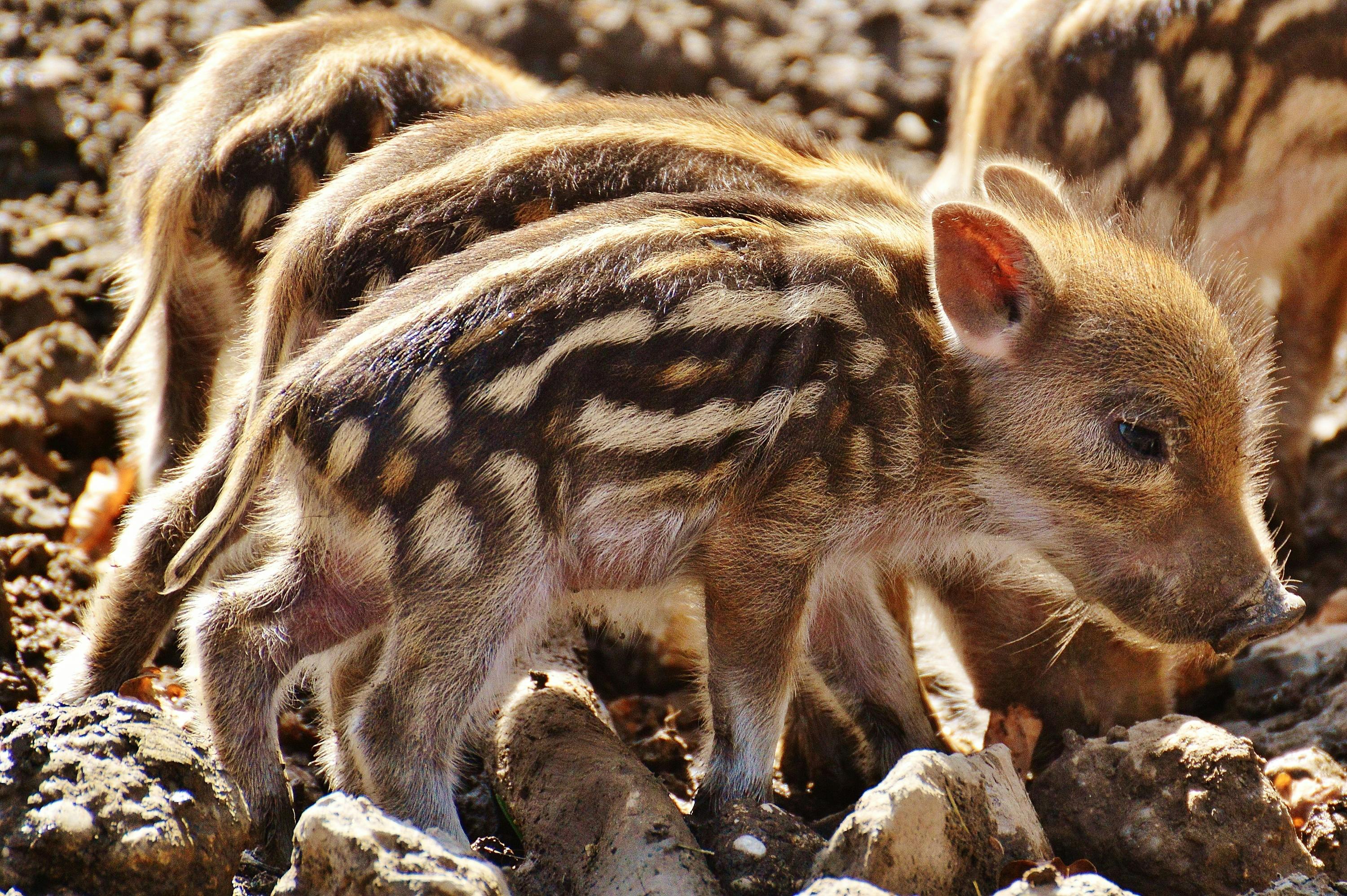 Healthy Piglets for Sale