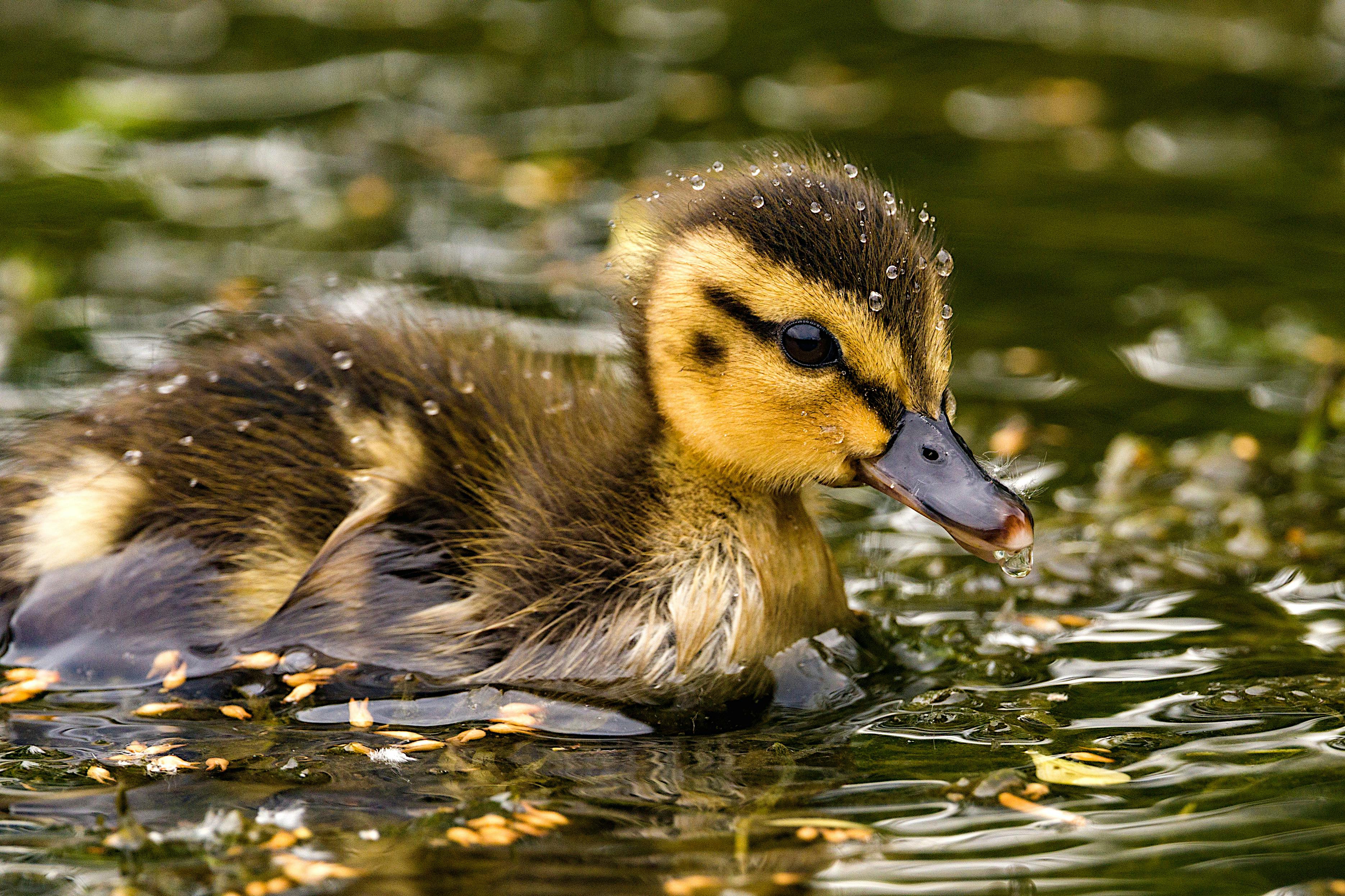 Baby Animals Videos on Social Media