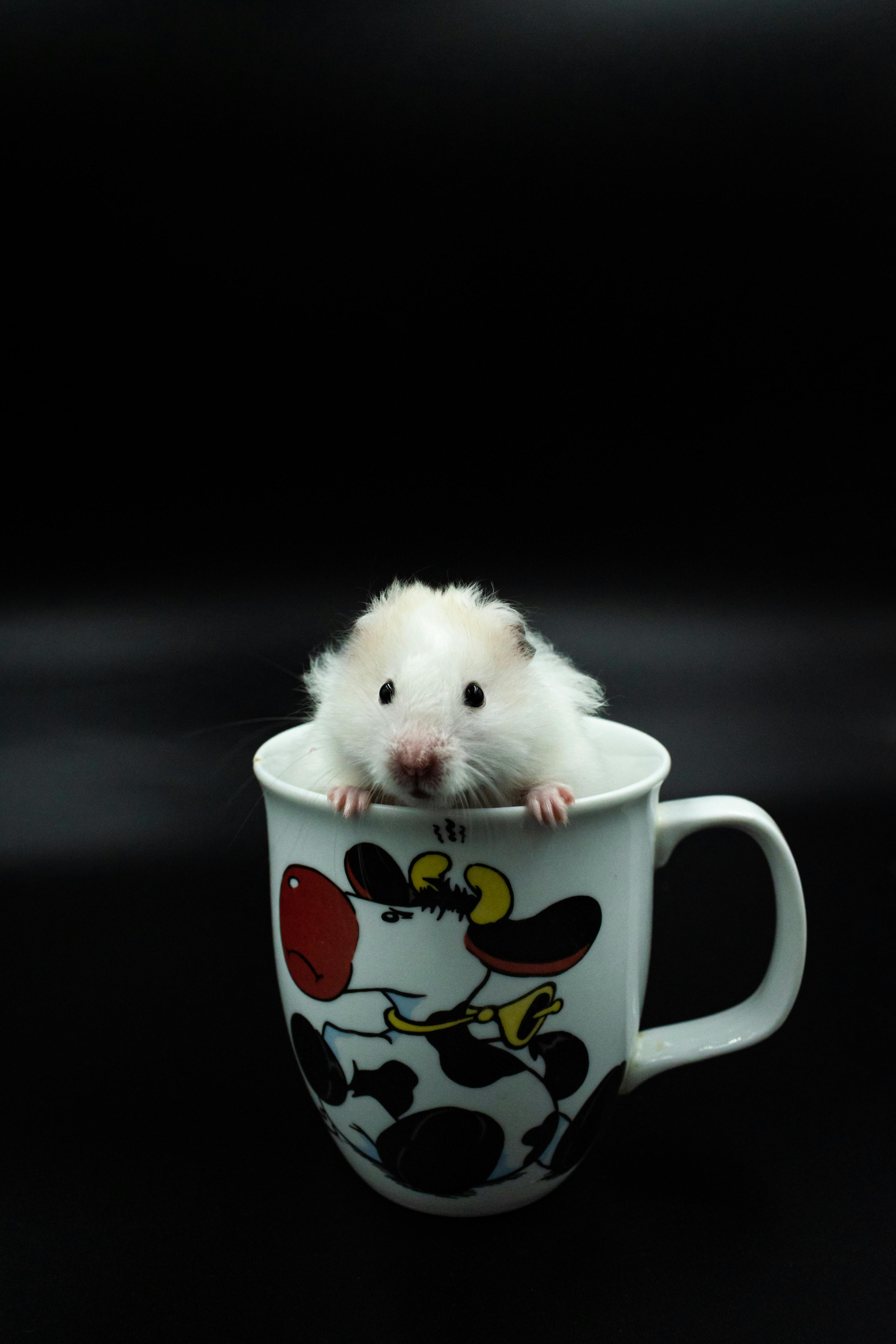 Cute Hamster Picture