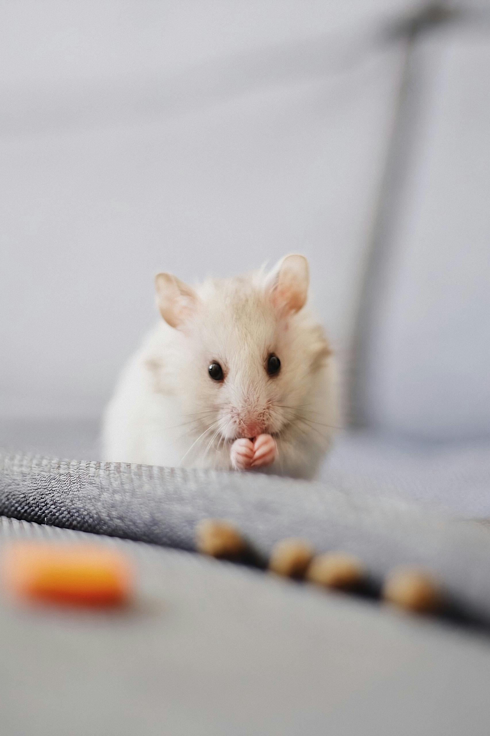 Hamster Sunroof Feature