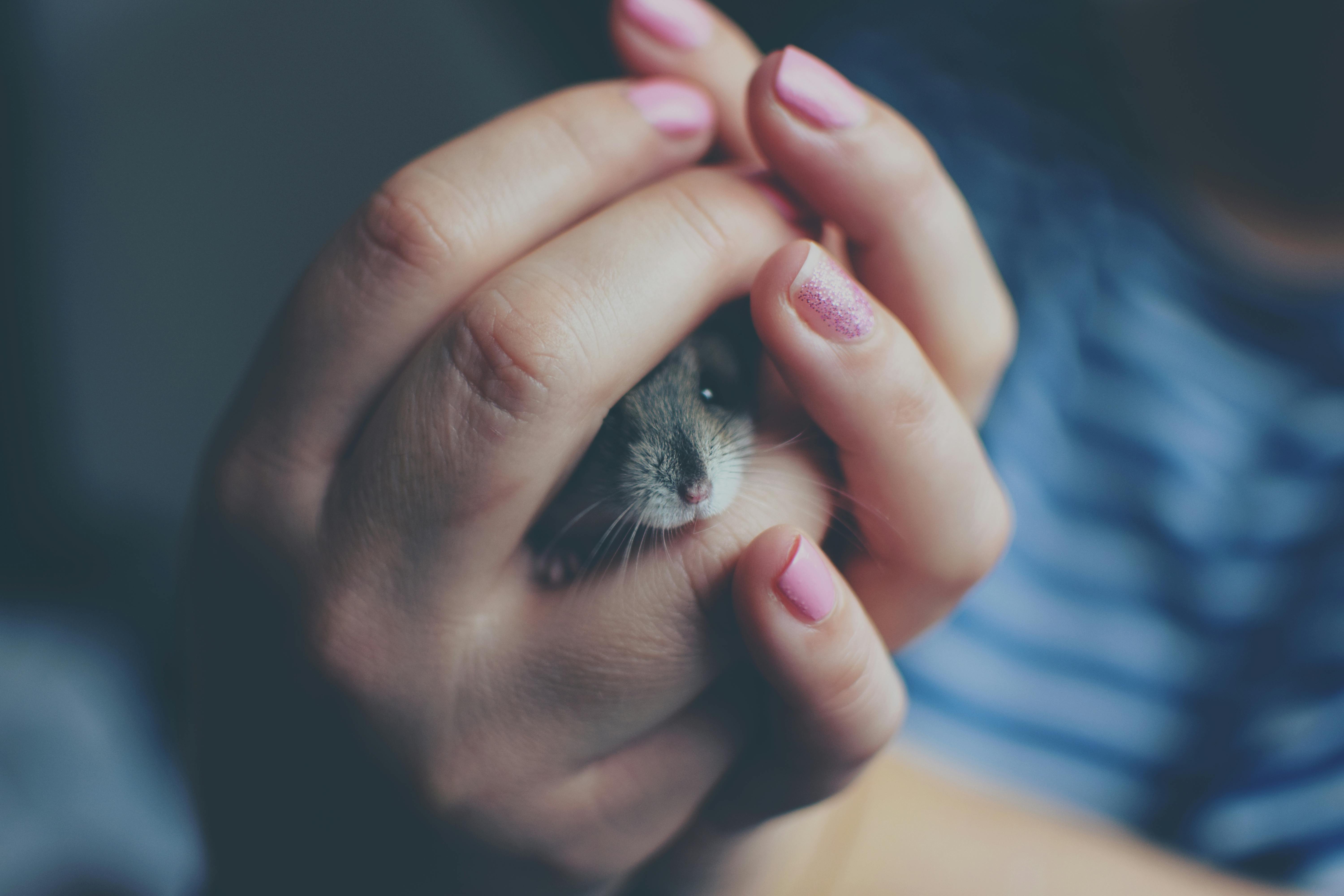 Active hamster toys