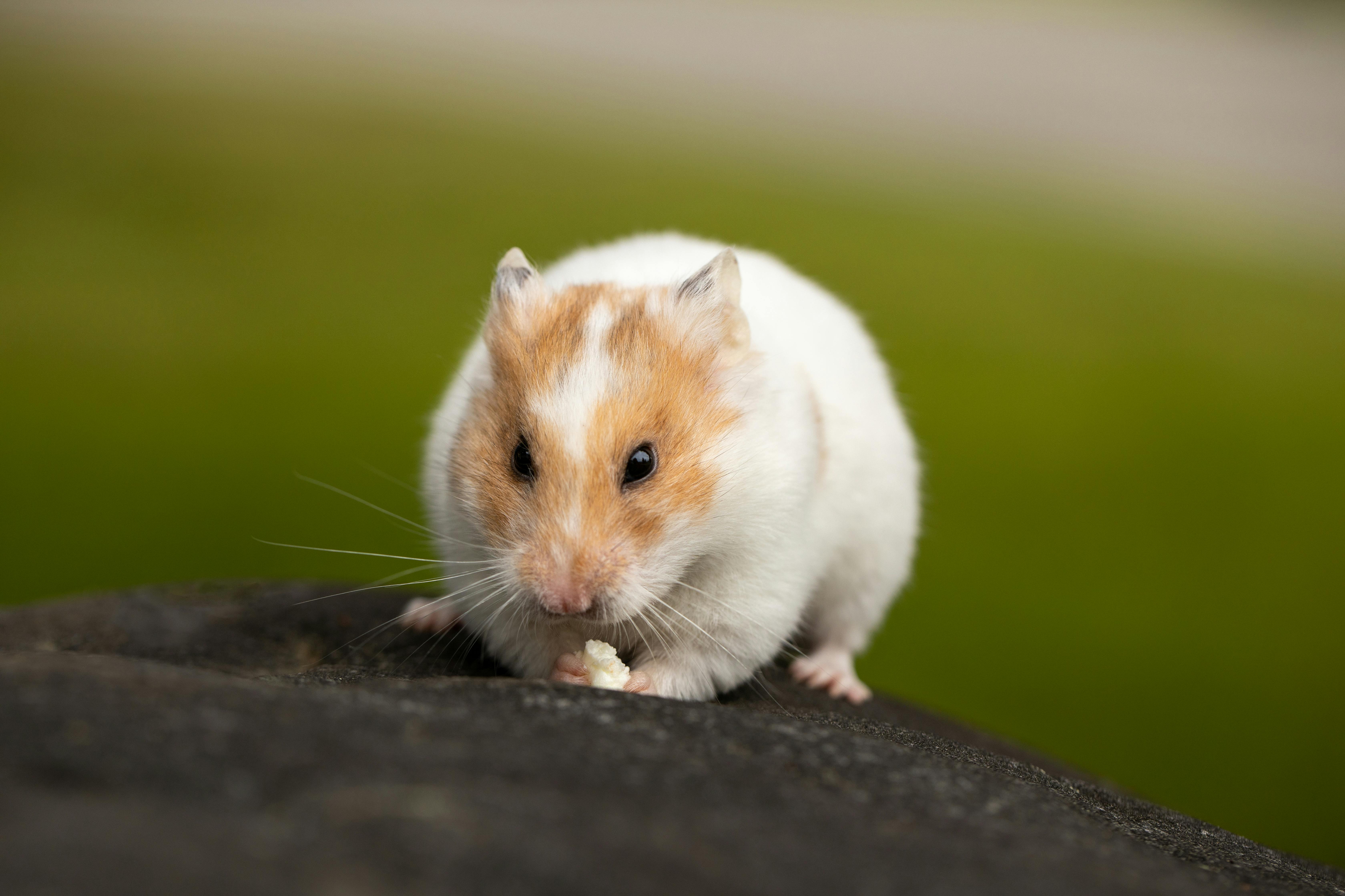 Playful hamsters